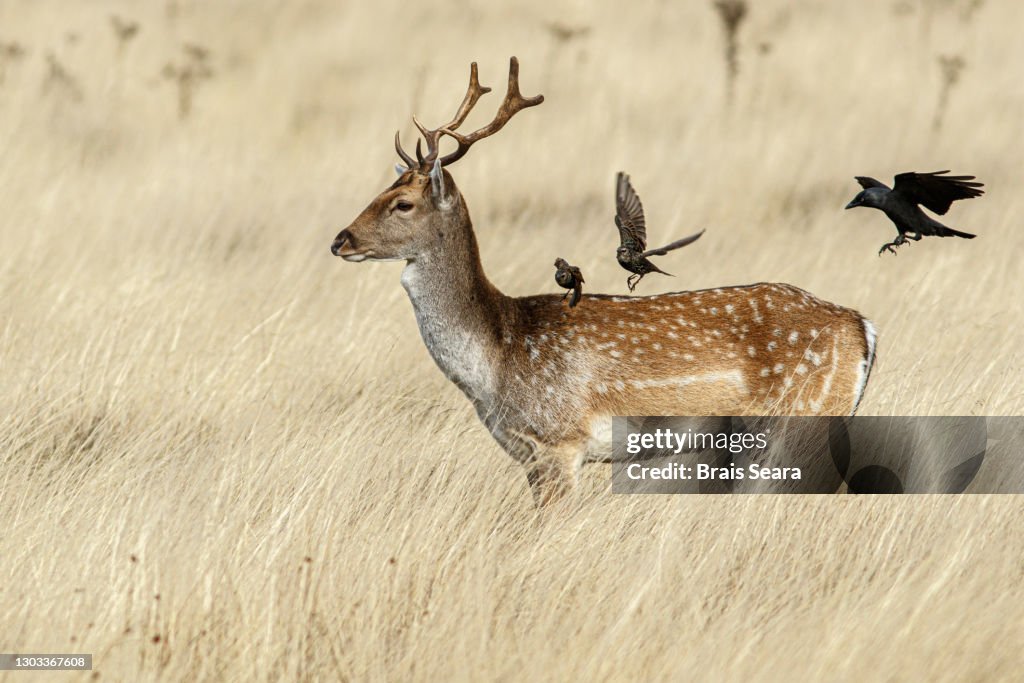 Fallow Deer (Dama Dama) With Birds Perched On The Back In Grassland