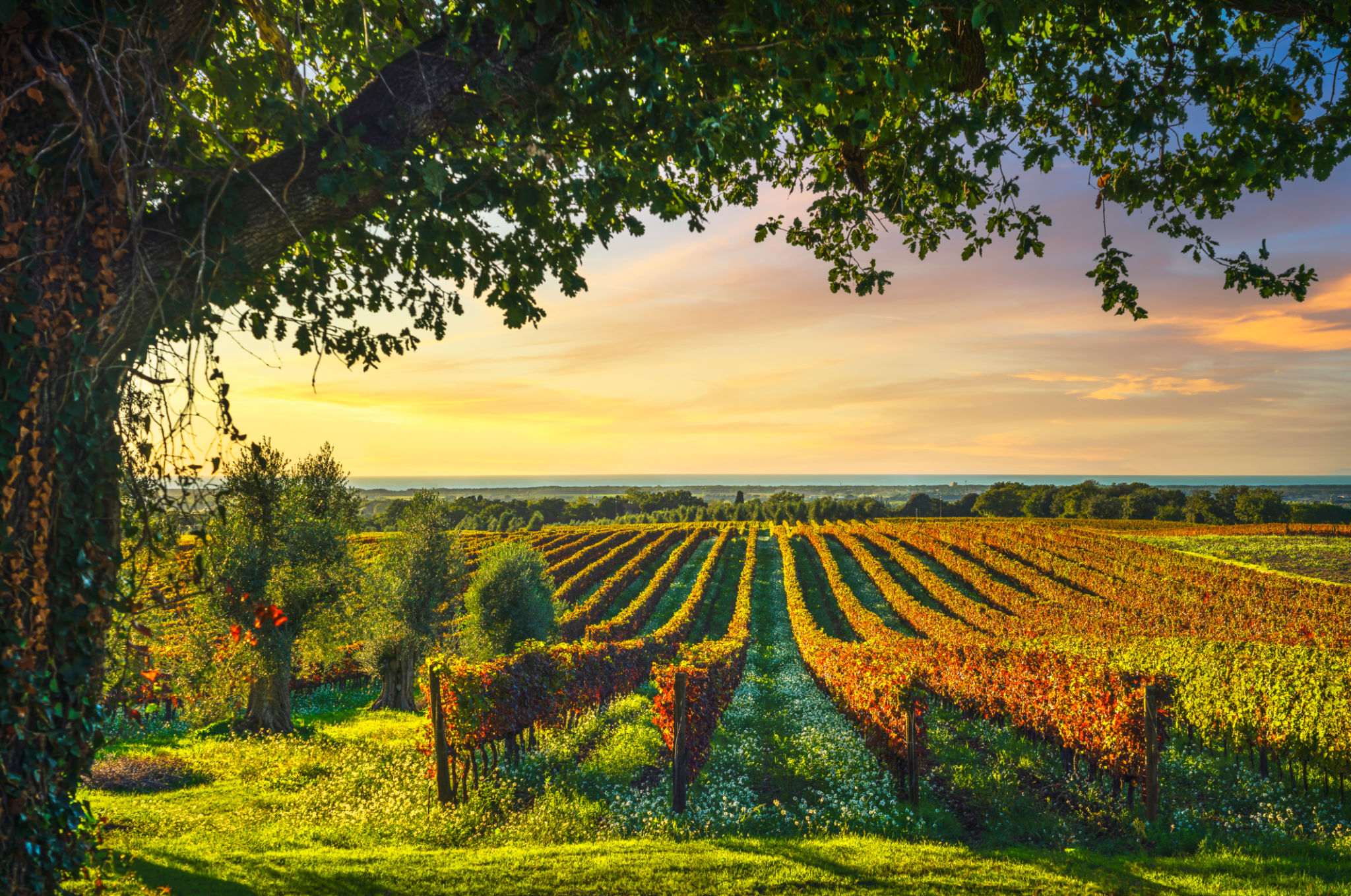 bolgheri vineyards