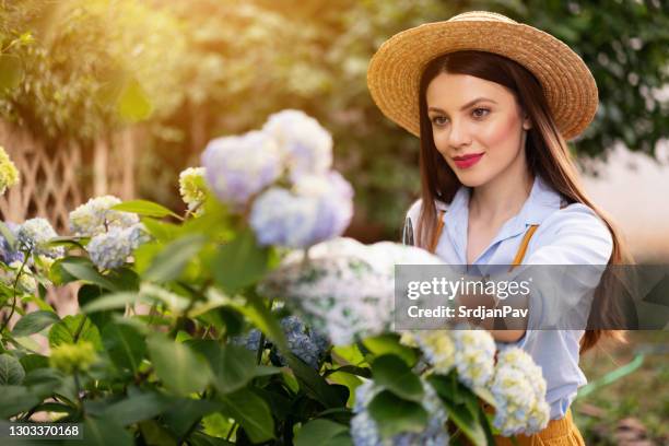 kaukasische etniciteit, mooie vrouw met strohoed die in een tuin werkt - hydrangea lifestyle stockfoto's en -beelden