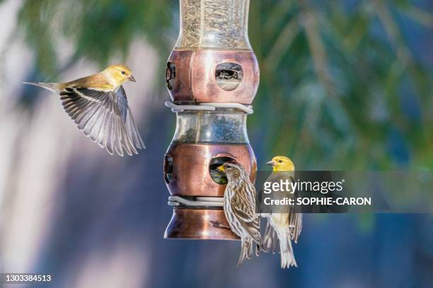 pássaros no alimentador - american goldfinch - fotografias e filmes do acervo