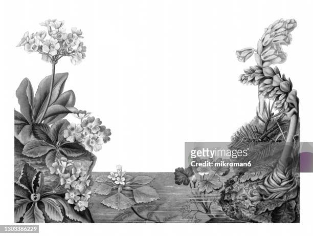 old lithograph of botany, spring vegetation - landscape black and white stock pictures, royalty-free photos & images