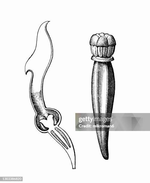 old engraved illustration of birthwort, pipevine or dutchman's pipe - aristolochia (aristolochiaceae) - aristolochia stock pictures, royalty-free photos & images