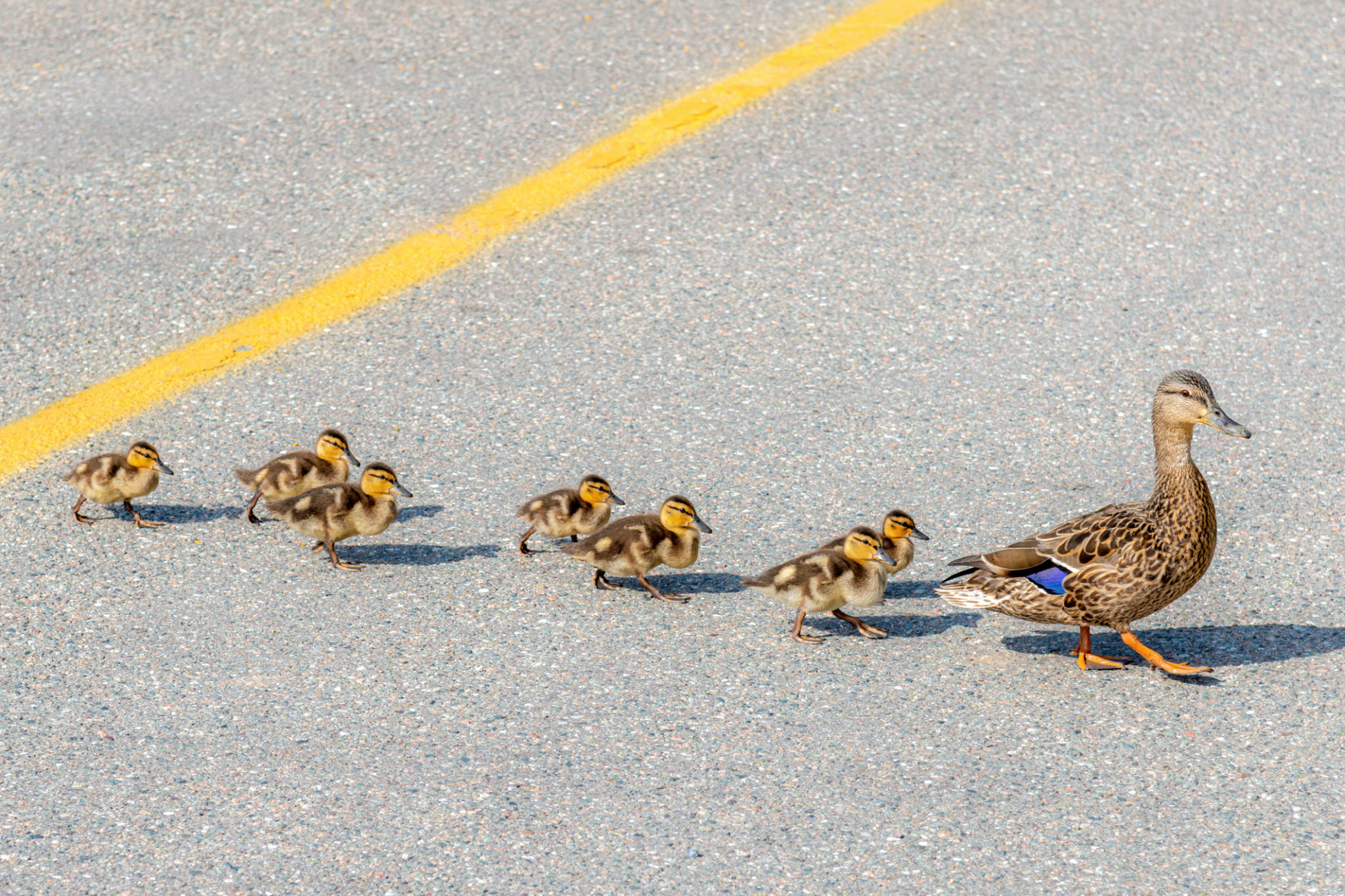 birds in city