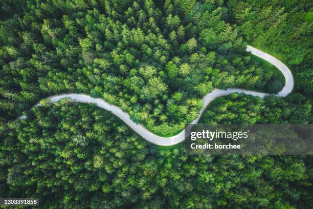 strada forestale tortuosa - sentiero foto e immagini stock