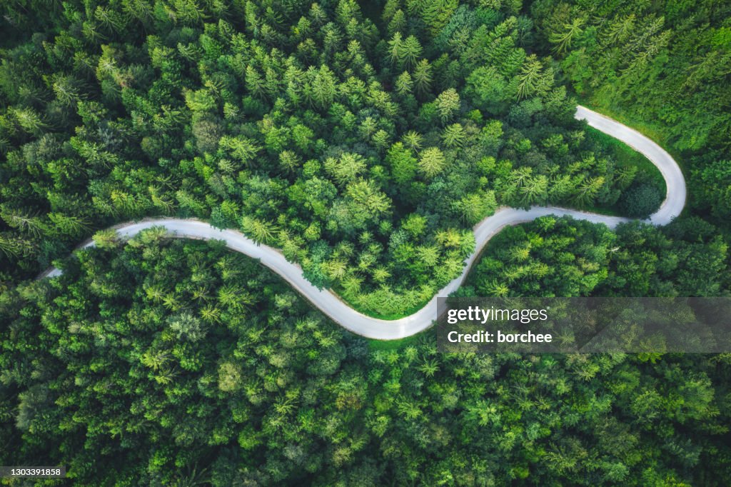 Winding Forest Road