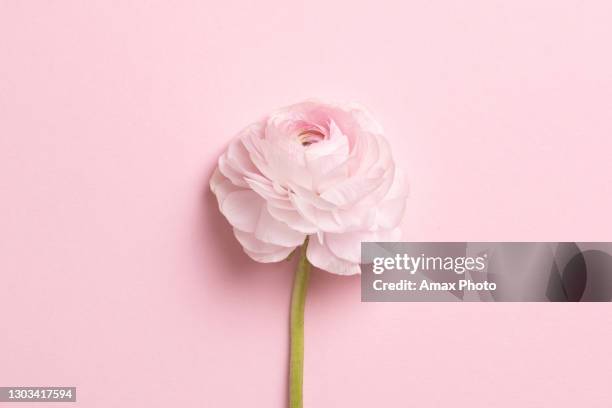 schöne frühlingsblumen auf rosa hintergrund, blumenrahmen zusammensetzung - rosa stock-fotos und bilder