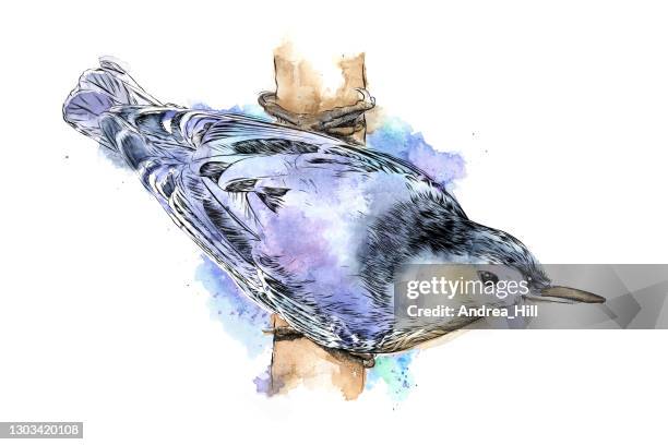 white breasted nuthatch drawn in ink and watercolor. eps10 vector illustration - white breasted nuthatch stock illustrations