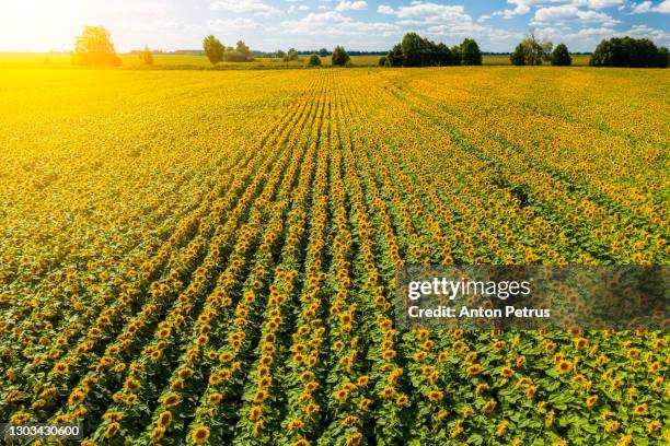 aerial view of field of sunflowers. rural landscape - sunflower stock pictures, royalty-free photos & images