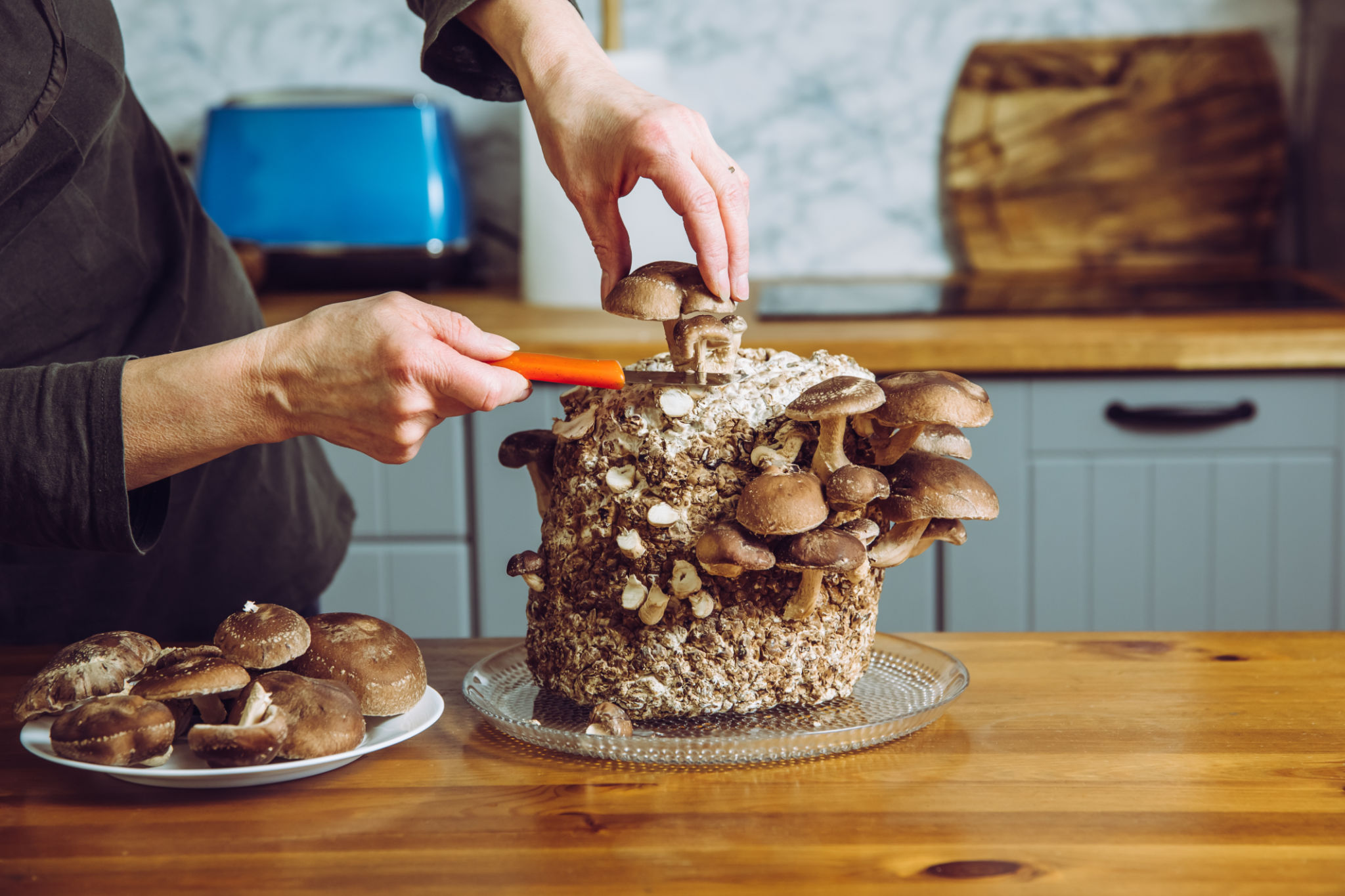 mushroom substrate