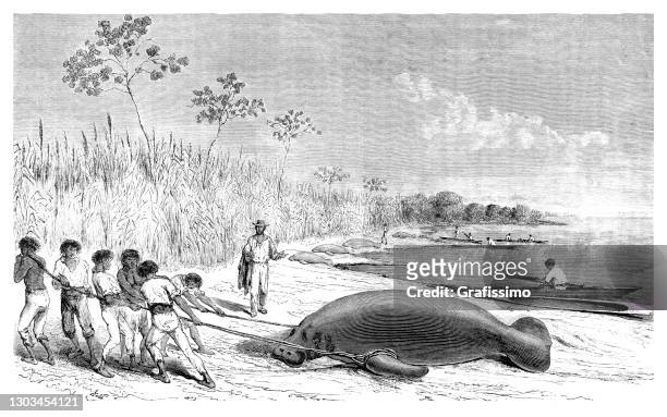ilustraciones, imágenes clip art, dibujos animados e iconos de stock de personas cazando manatíes en florida ee.uu. 1865 - indian costume