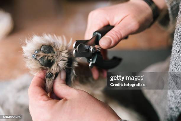 dog paw grooming: cutting claws of an old schnauzer - pinça imagens e fotografias de stock