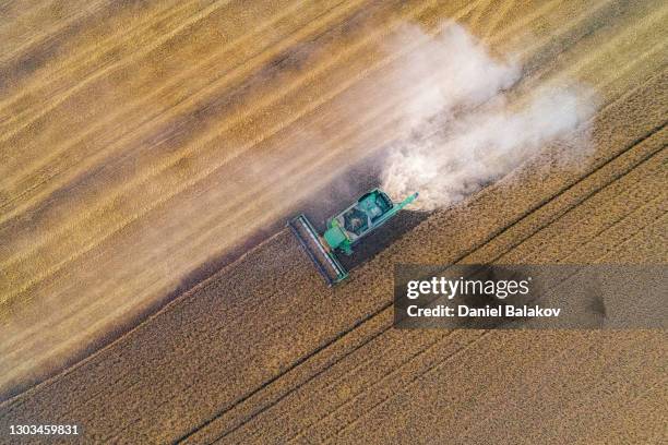 aerial view of combine harvester working at the oilseed rape field at harvest season gathering the crop. agricultural occupation. - brassica rapa stock pictures, royalty-free photos & images
