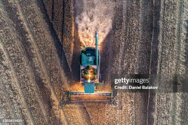 aerial view of combine harvester working at the oilseed rape field at harvest season gathering the crop. agricultural occupation. - canola stock pictures, royalty-free photos & images