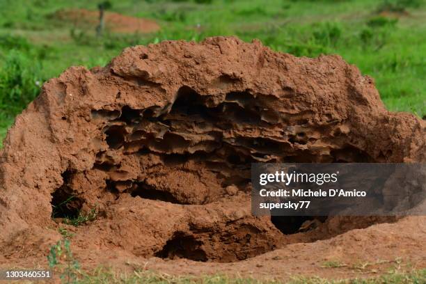 the internal structure of an anthill - ant hill stock pictures, royalty-free photos & images