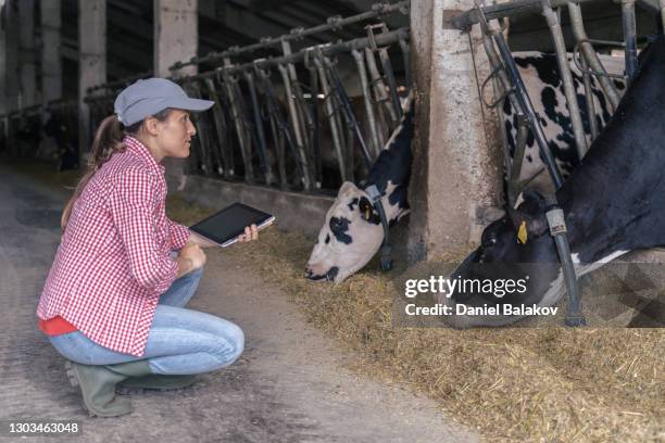 moderna granja de diarios. rancho ganadero. vacas lecheras. mujer granjero revisando el ganado en el granero. - hereford cattle fotografías e imágenes de stock