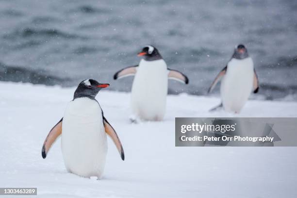 gentoo penguins in antarctica - south shetland islands 個照片及圖片檔