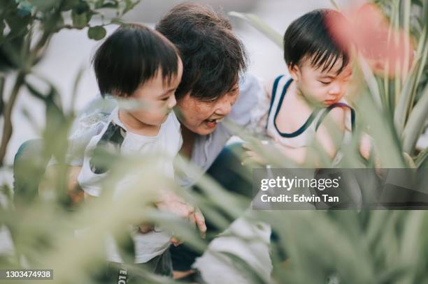 asian chinese grandmother showing her twin baby boy grandson on her plants in the garden at front yard of her house - identical twin stock pictures, royalty-free photos & images