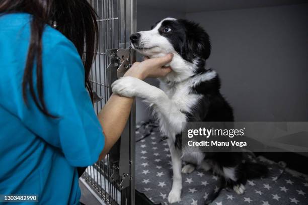 crop groomer with dog in clinic - shelter stock-fotos und bilder