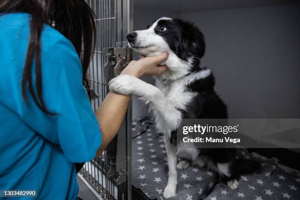 crop groomer with dog in clinic - adopción fotografías e imágenes de stock