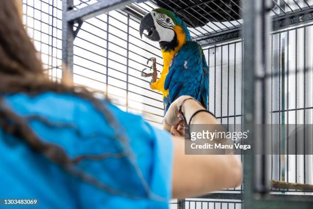 female vet doctor with macaw in animal adoption center - animal medical center stock pictures, royalty-free photos & images