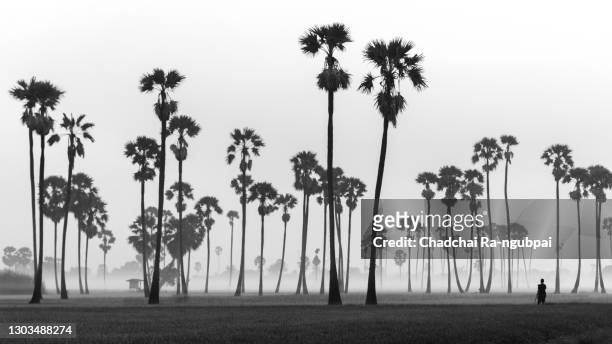 landscape of rice field in thailand at sunrise. the rice is germinated in the fields of thailand. sugar palm trees in rice field at sunrise in the morning fog. - palm sugar stockfoto's en -beelden