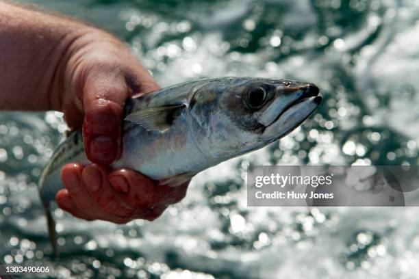 fishingfor mackerel, pembrokeshire, wales - fishing-rod stock pictures, royalty-free photos & images