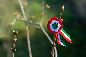 tricolor rosette on spring tree with bud symbol of the hungarian national day 15th of march