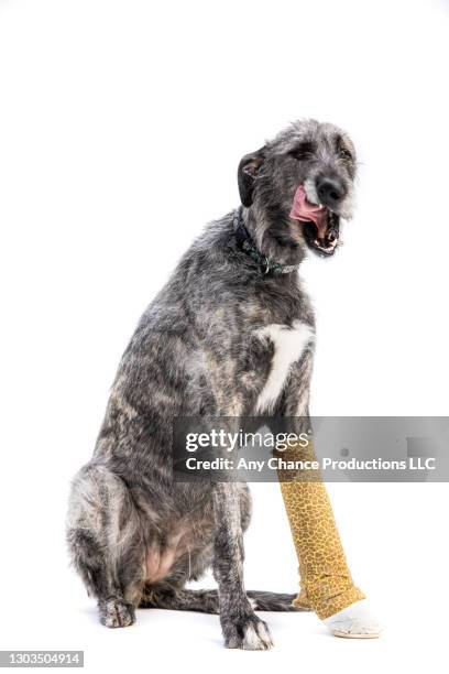 an injured dog with cast on her left leg. - injured dog stock pictures, royalty-free photos & images