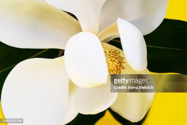blooming bud of beautiful magnolia flower with green leaves on yellow background. - magnolia stellata stockfoto's en -beelden