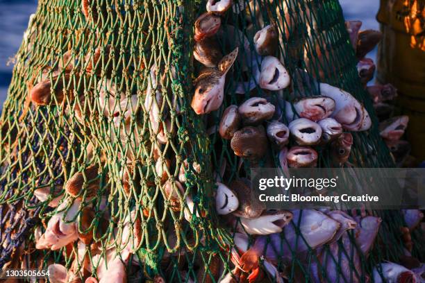 a large catch of dogfish - flippers stock pictures, royalty-free photos & images