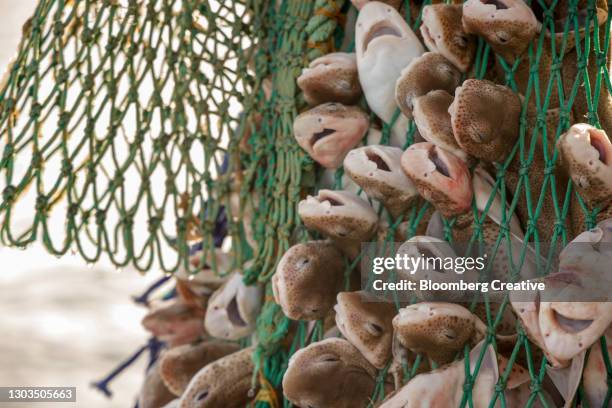 a large catch of dogfish - dogfish stock pictures, royalty-free photos & images