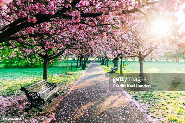 cherry blossom in greenwich park, london - stock photo - greenwich park stock pictures, royalty-free photos & images