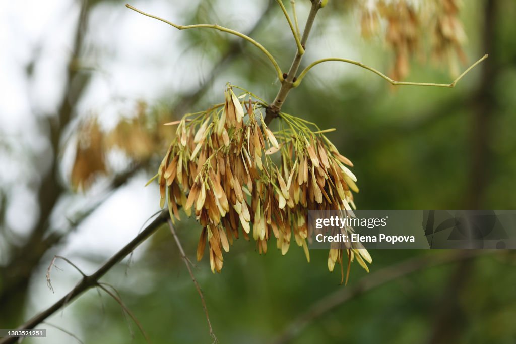 Green Ash Tree Seeds Against Blurred Garden Background