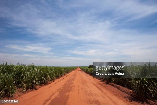 country road, sugar cane plantation in sao paulo country side, brazil - ribeirão preto stock pictures, royalty-free photos & images