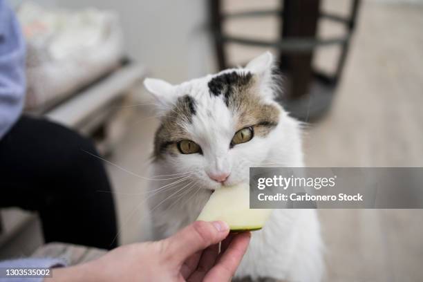 white cat eating melon - feeding cat stock pictures, royalty-free photos & images