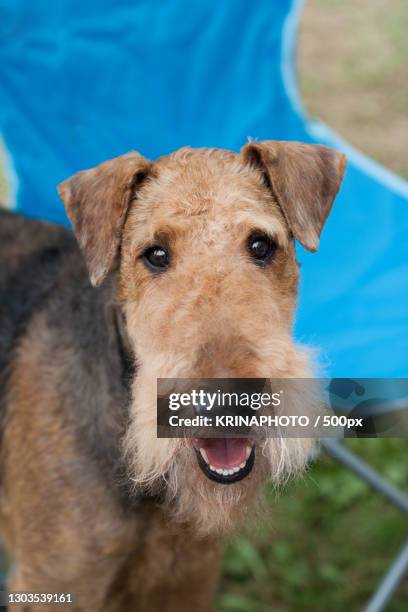 close-up portrait of airedale terrier,italia,italy - airedale terrier imagens e fotografias de stock