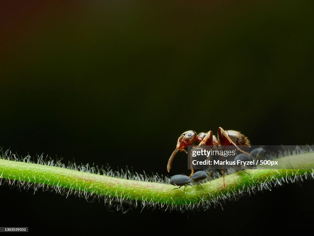 Stem Insectos Closeup Of Insects On Plant Stem High-Res Stock Photo - Getty Images