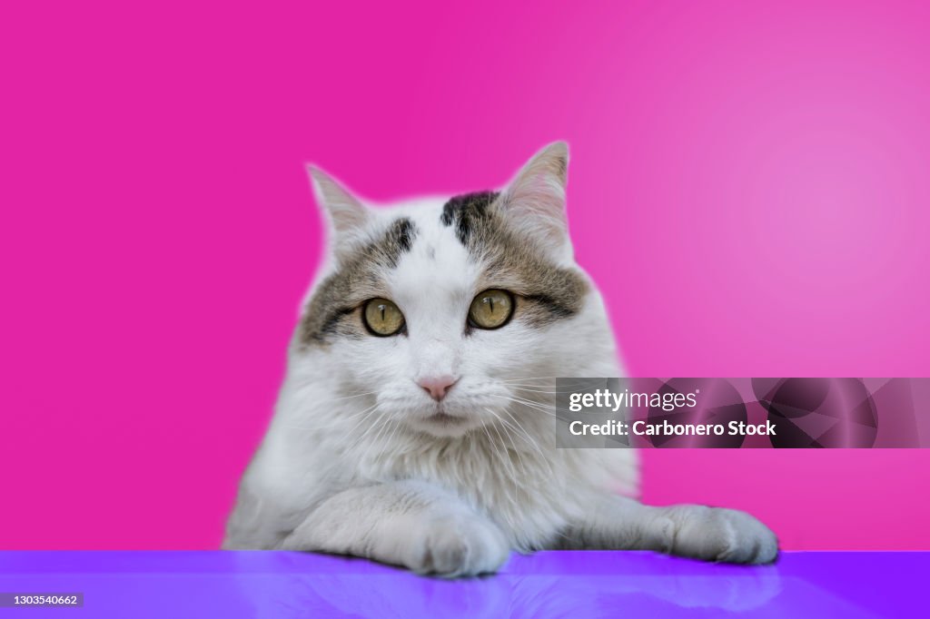 Cute White Cat