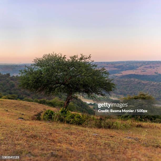 trees on field against sky during sunset,salalah,oman - salalah stock pictures, royalty-free photos & images