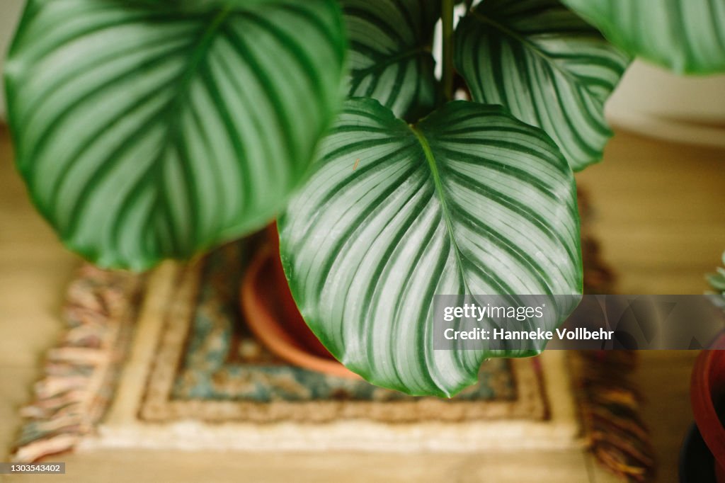Calathea house plant
