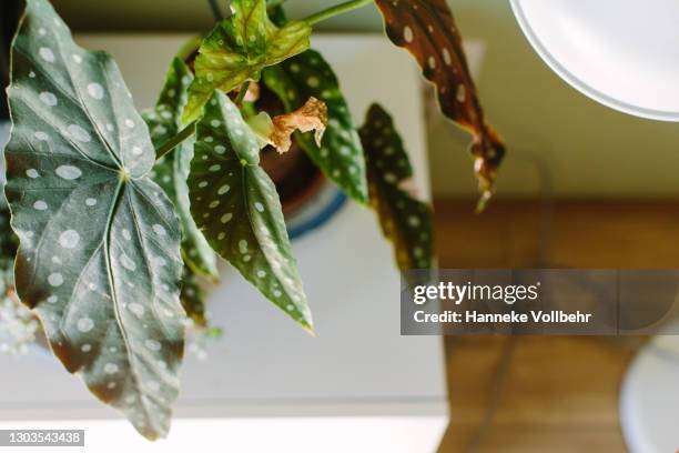 close-up of begonia maculata - schiefblattgewächse stock-fotos und bilder