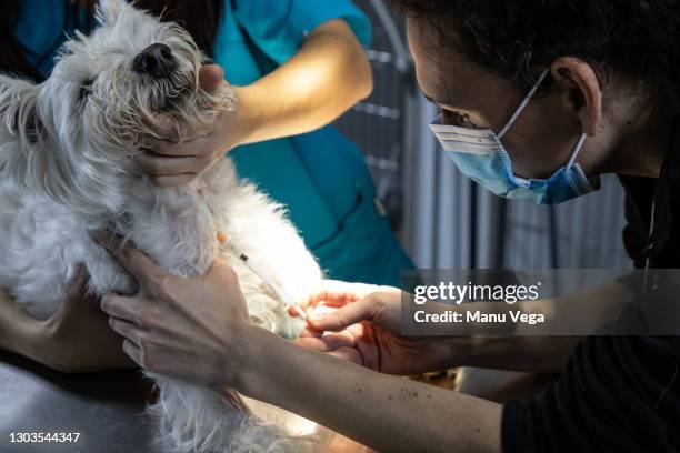 crop vets vaccinating dog in clinic - animal testing stock pictures, royalty-free photos & images