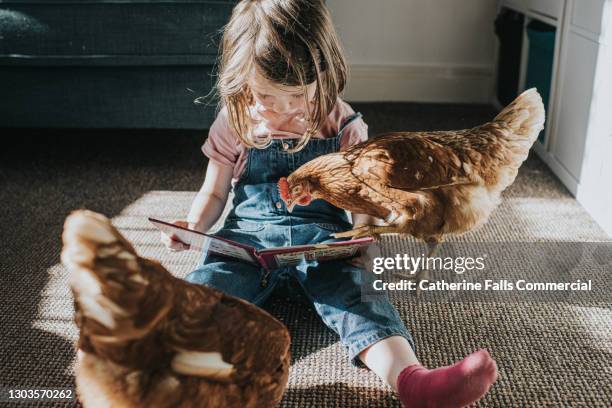 a child reads a book to two brown hens - chicken tender stock pictures, royalty-free photos & images