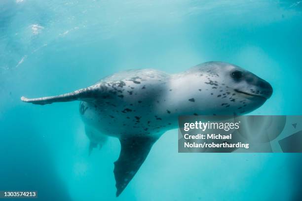 a curious male leopard seal (hydrurga leptonyx), underwater at monroe island, south orkney islands, antarctica, polar regions - antarctica underwater stock pictures, royalty-free photos & images