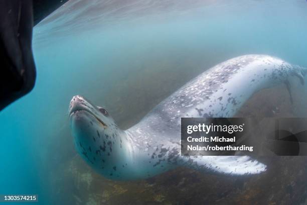a curious male leopard seal (hydrurga leptonyx), underwater at monroe island, south orkney islands, antarctica, polar regions - ヒョウアザラシ ストックフォトと画像
