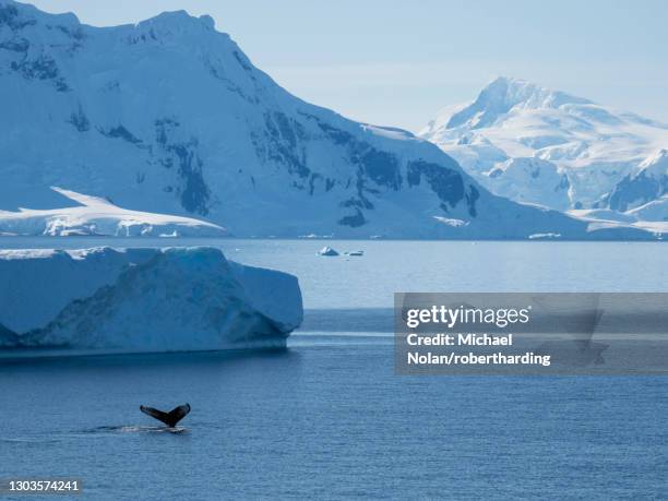 adult humpback whale (megaptera novaeangliae), flukes-up dive in wilhelmina bay, antarctica, polar regions - antarctica whale stock pictures, royalty-free photos & images