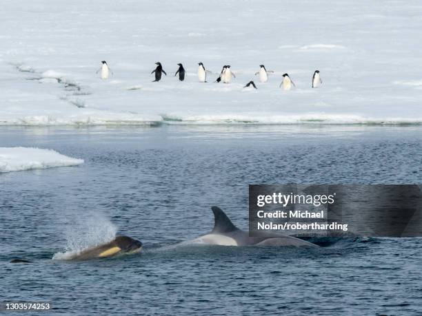 type big b killer whales (orcinus orca), searching ice floes for pinnipeds in the weddell sea, antarctica, polar regions - antarctica whale stock pictures, royalty-free photos & images