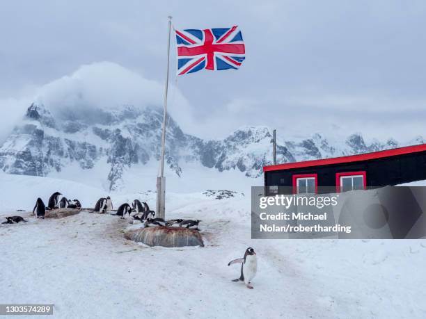 a gentoo penguin (pygoscelis papua), breeding colony beneath a union jack flag flying at british base a at port lockroy, antarctica, polar regions - port lockroy stockfoto's en -beelden