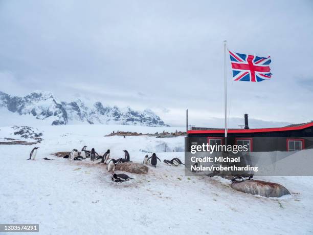 a gentoo penguin (pygoscelis papua), breeding colony beneath union jack flag, at british base a at port lockroy, antarctica, polar regions - summit station stock pictures, royalty-free photos & images