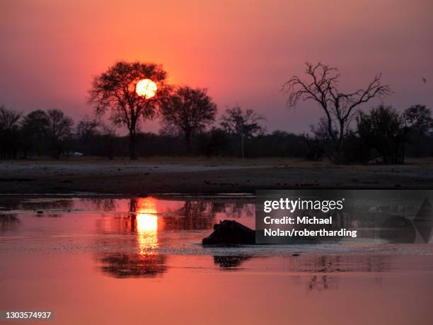 adult hippopotamus (hippopotamus amphibius) bathing at sunset in hwange national park, zimbabwe, africa - hwange imagens e fotografias de stock